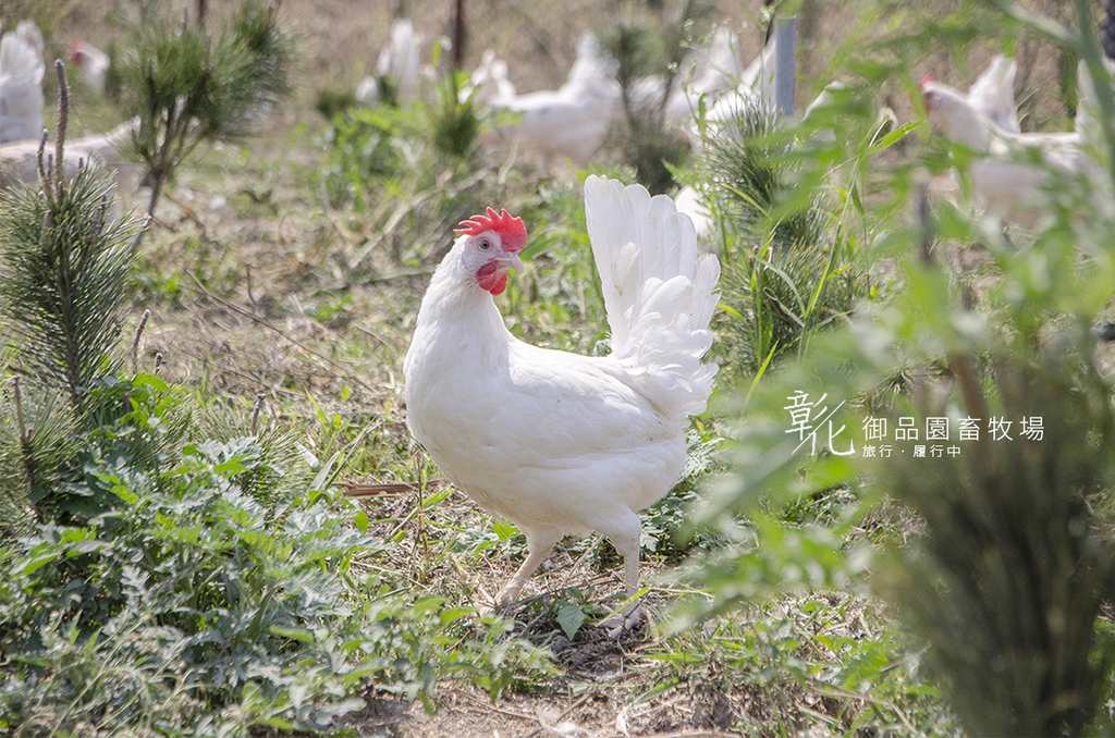 【彰化/芳苑】御品園畜牧場，讓雞群愜意的在草叢間奔跑 - 旅行履行中
