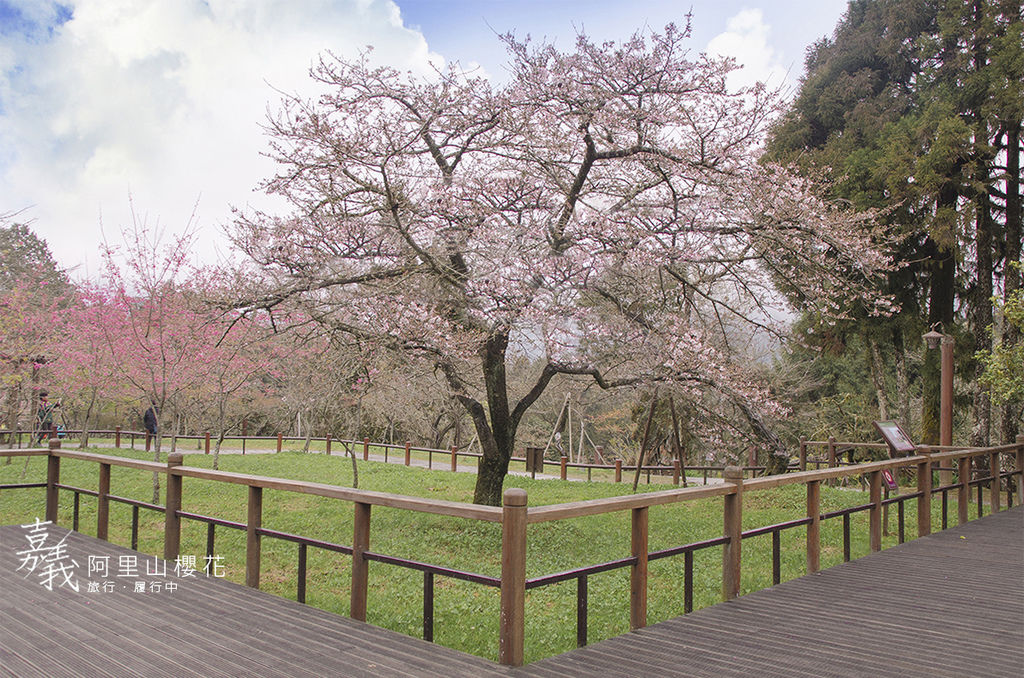 【嘉義景點推薦】阿里山櫻花，漫步阿里山聆聽「櫻與音的對話」