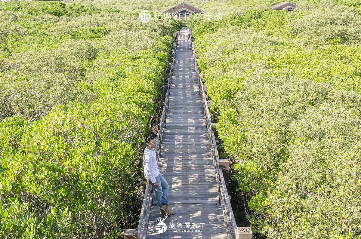 【新竹景點推薦】新豐紅樹林步道，宛如連接樹屋的天空廊道，眺望翠綠紅樹林 - 新竹景點一日遊 - 旅行履行中