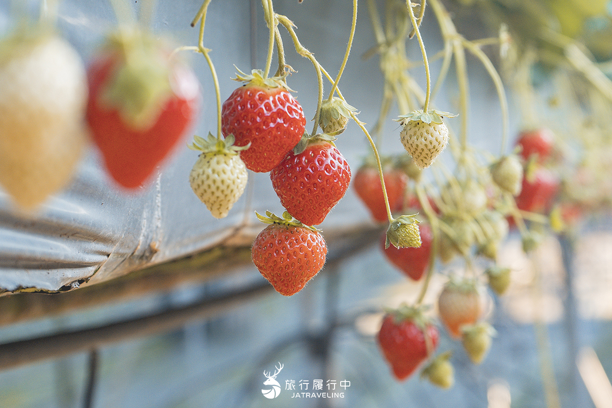 【苗栗景點推薦】大湖鴻運高架草莓園，不藏私採草莓小撇步，摘下高架上的一顆顆紅寶石 - 十二月 - 旅行履行中