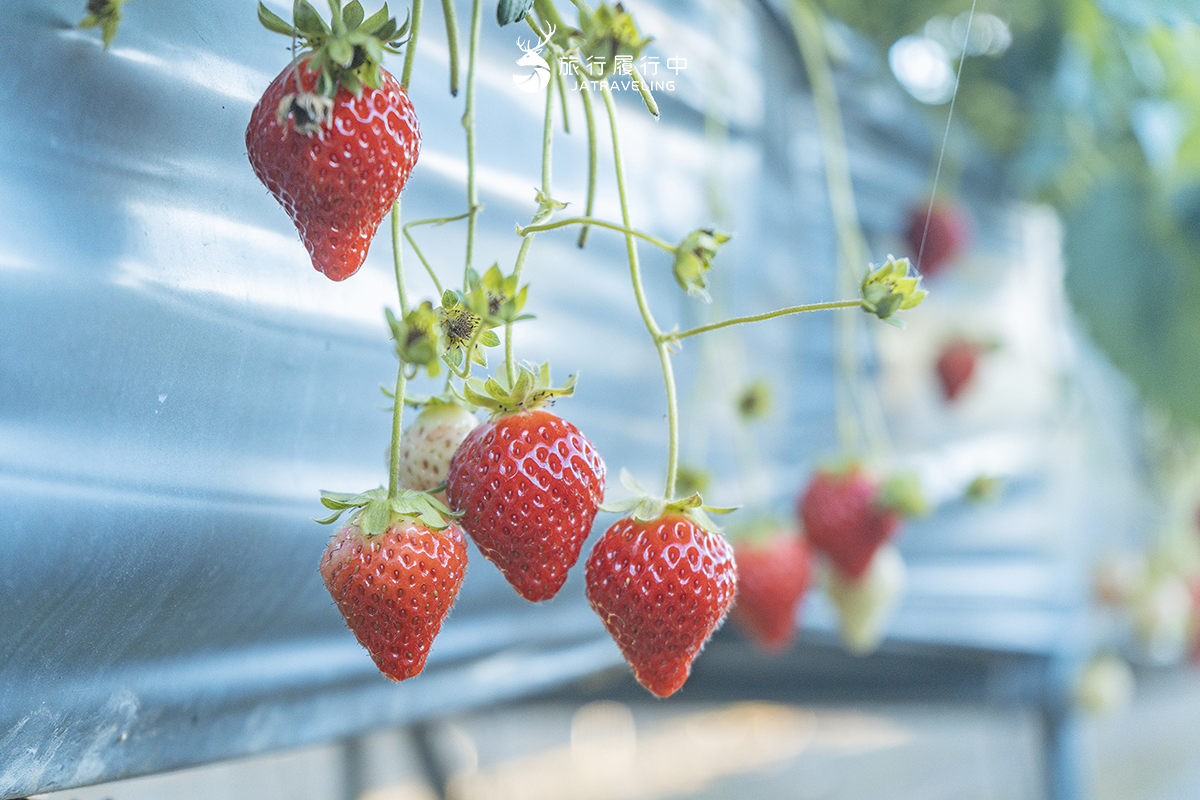 【苗栗景點推薦】大湖鴻運高架草莓園，不藏私採草莓小撇步，摘下高架上的一顆顆紅寶石 - 十二月 - 旅行履行中