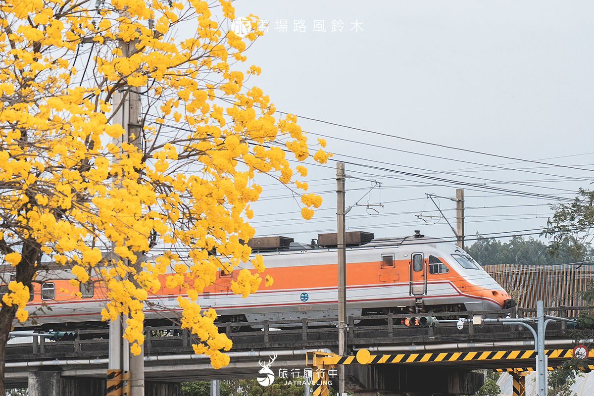 【台中景點推薦】馬場路風鈴木，當黃花風鈴木邂逅火車，宛如日劇般的場景