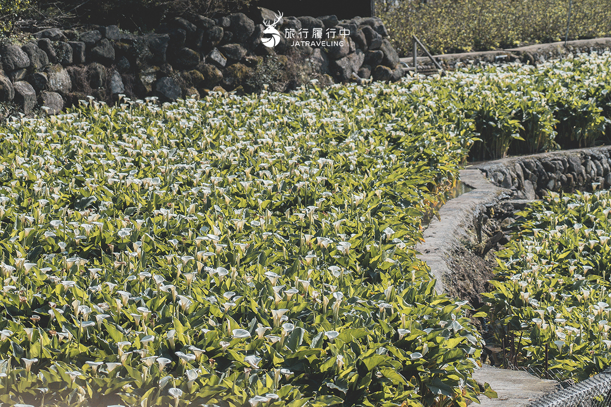 【台北景點推薦】名陽匍休閒農莊，竹子湖海芋季最美造景，1次拍下仙氣爆棚海芋照 - 三月 - 旅行履行中