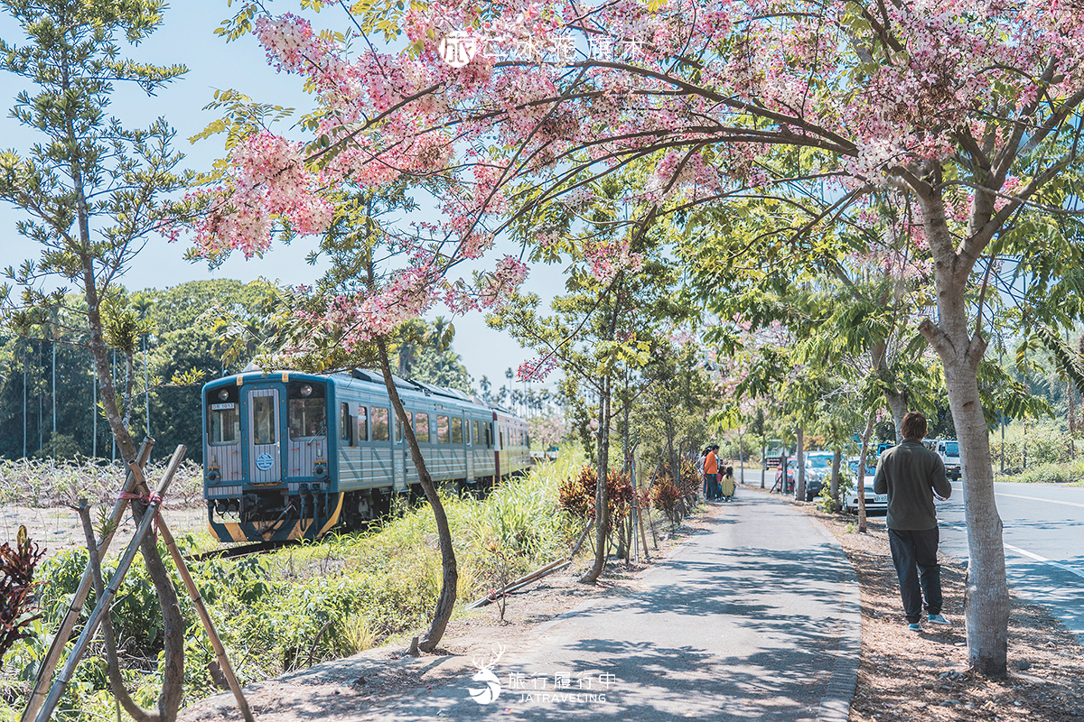 【彰化景點推薦】二水花旗木，粉嫩花色搭配集集火車，宛如日本般的美景