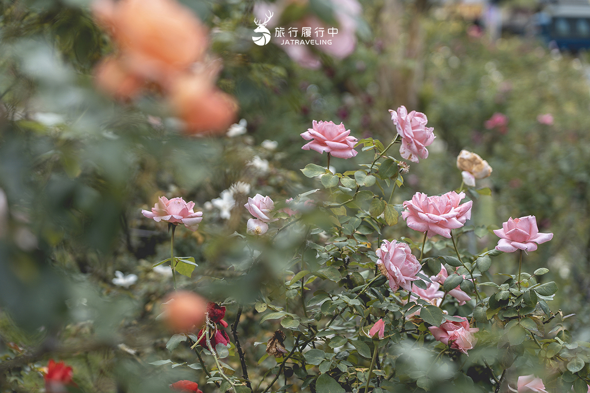 【苗栗景點推薦】雅聞七里香玫瑰森林，沈浸在視覺與嗅覺的玫瑰饗宴中 - 五月, 六月 - 旅行履行中