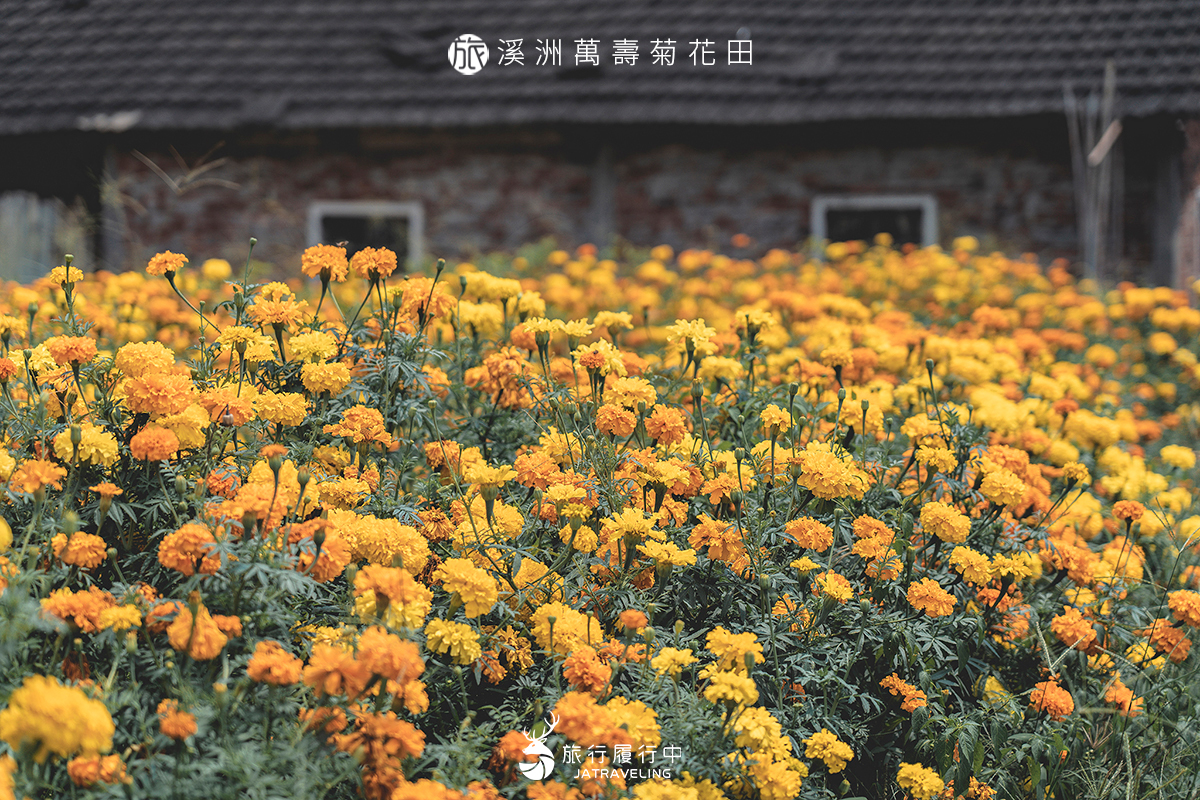 【彰化景點推薦】溪洲萬壽菊花田，紅磚屋前隨風搖曳的金黃色花毯
