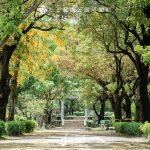【嘉義景點推薦】朴子藝術公園阿勃勒，穿梭在金黃色下的鳥居，駐足日治神社遺址 - 六月 - 旅行履行中
