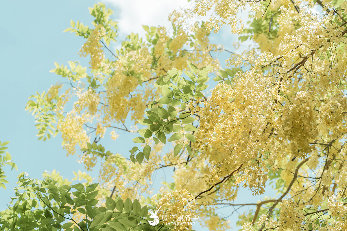 【嘉義景點推薦】朴子藝術公園阿勃勒，穿梭在金黃色下的鳥居，駐足日治神社遺址【2022更新】 - 六月 - 旅行履行中