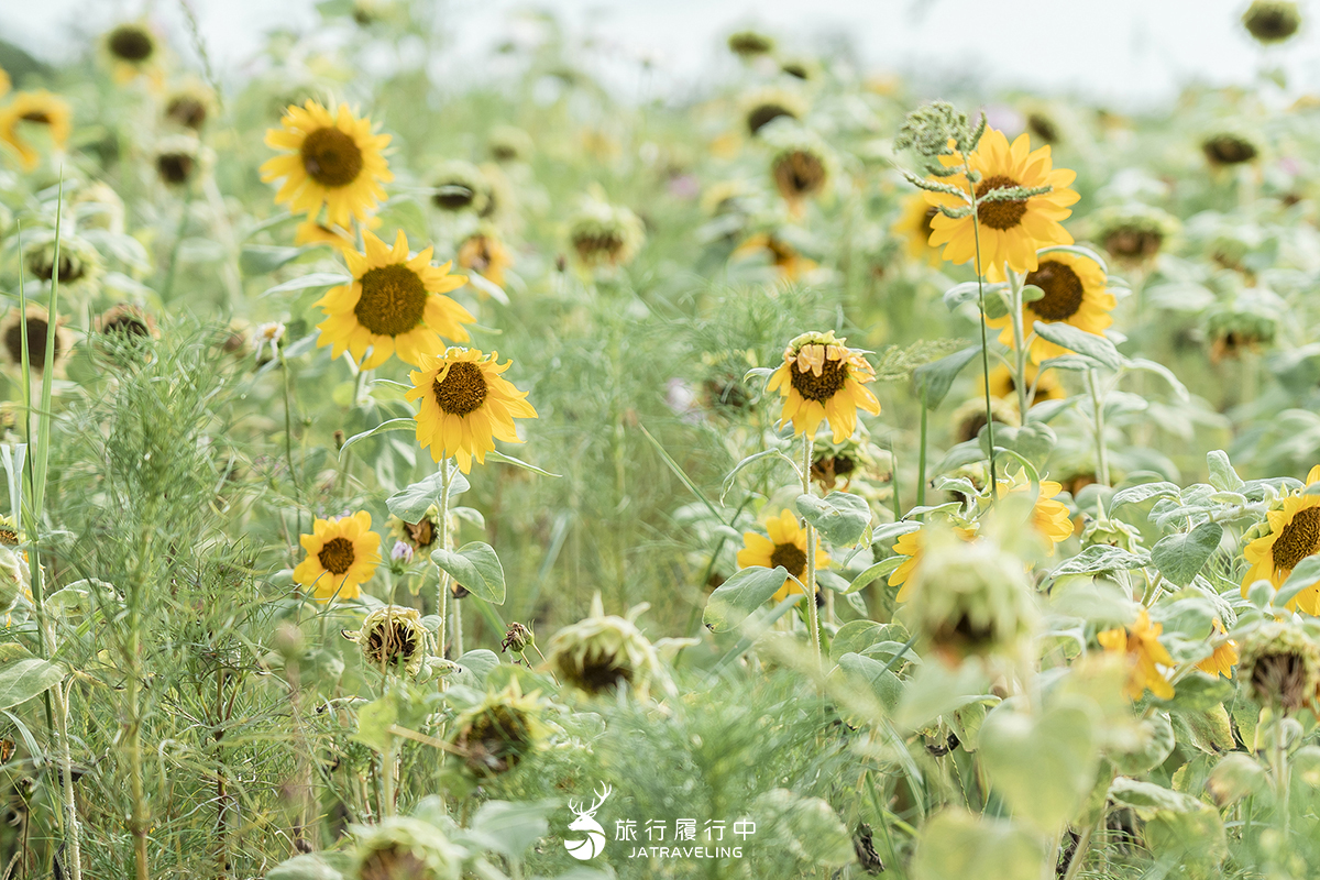 【台中景點推薦】后里花田拼布公園，徜徉在明亮向日葵的陽光正能量之中 - 七月, 六月 - 旅行履行中