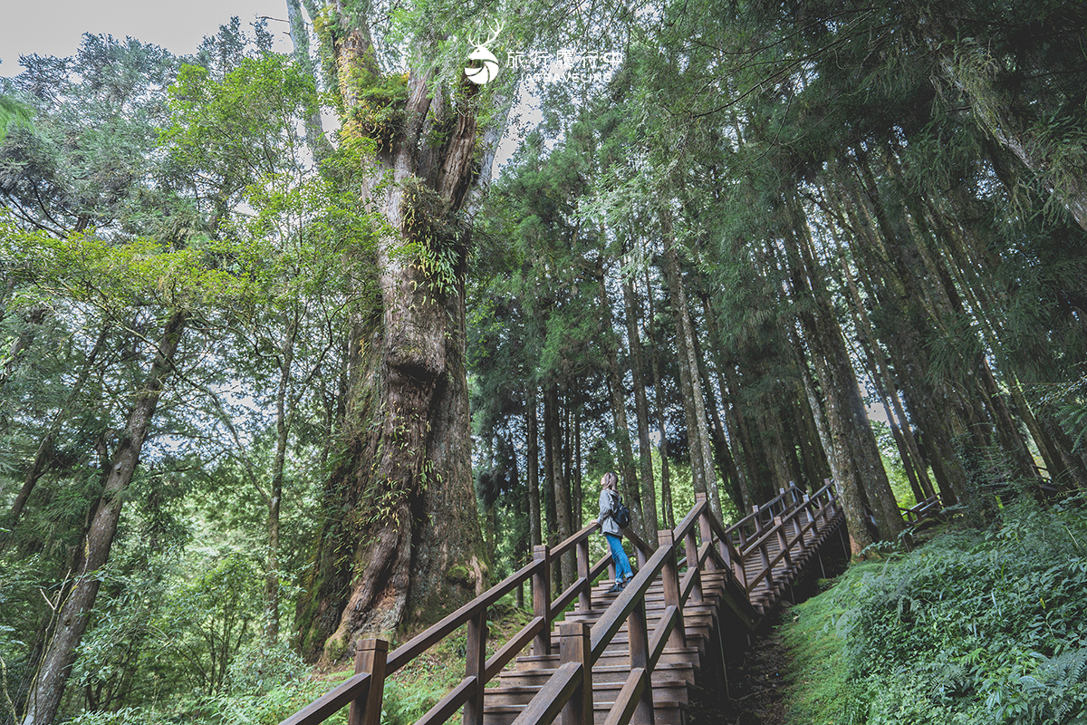 【嘉義這樣玩】阿里山景點美食一日遊，走訪國家森林遊樂區，漫步巨木群之中森呼吸【2023更新】 - 阿里山, 阿里山美食, 阿里山景點 - 旅行履行中