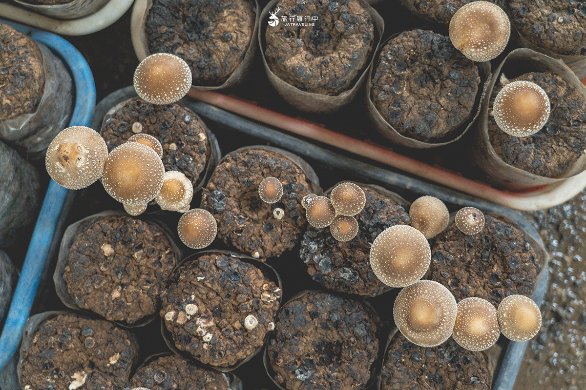 【台中景點推薦】新社百菇莊，一朵朵香菇超療癒，體驗採菇、種菇、品菇 - 旅行履行中