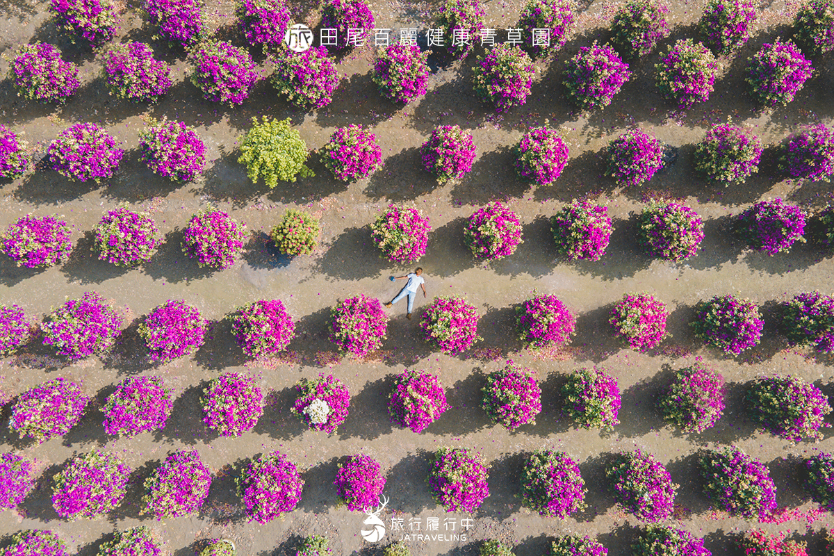 【彰化景點推薦】田尾百麗健康青草園，驚見粉色波波草現蹤，整齊排列超療癒