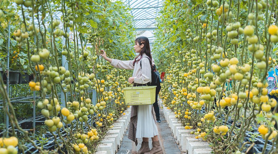 【新竹景點推薦】金勇番茄農場，堪稱全台最多種類的番茄王國，現採現吃！ - 番茄王國 - 旅行履行中