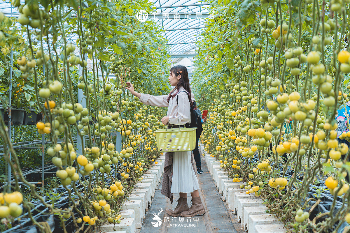 【新竹景點推薦】金勇番茄農場，堪稱全台最多種類的番茄王國，現採現吃！