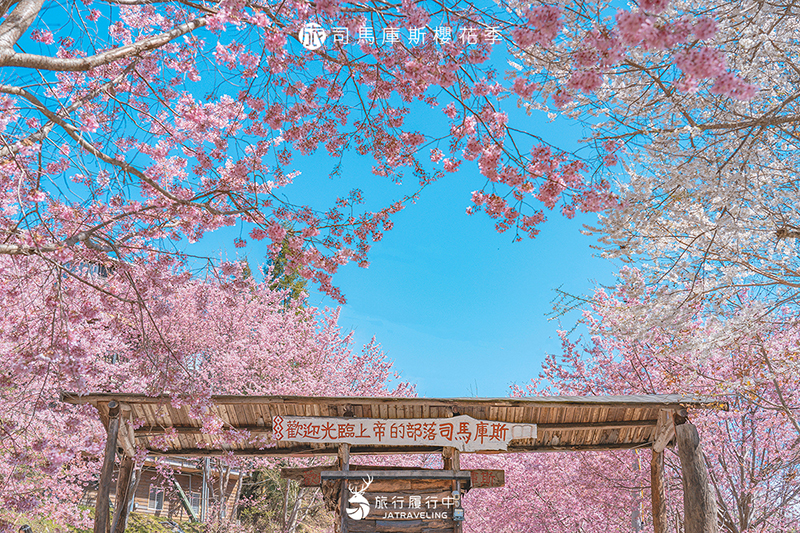 【新竹景點推薦】司馬庫斯櫻花季，一生一定要來一次！造訪「上帝的部落」一睹絕美粉色櫻花美景！