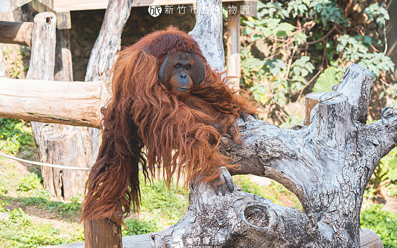 【新竹景點推薦】新竹市立動物園，都市中的動物天堂，一次看到紅毛猩猩、孟加拉虎、草泥馬！ - 新竹動物園 - 旅行履行中