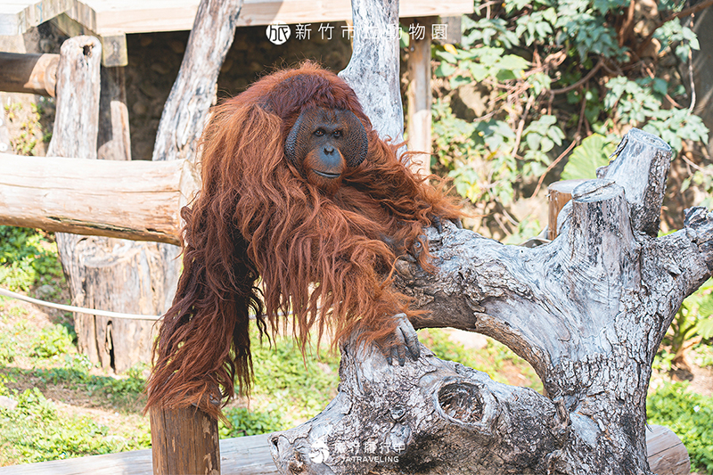 【新竹景點推薦】新竹市立動物園，都市中的動物天堂，一次看到紅毛猩猩、孟加拉虎、草泥馬！
