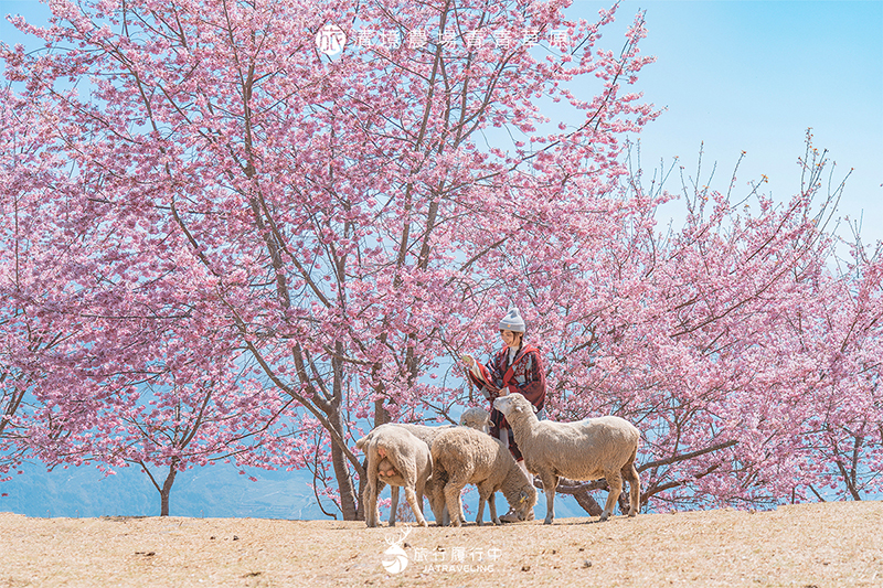 【南投景點推薦】清境農場青青草原，5個櫻花季必拍視角、不藏私牧羊術，讓羊群只圍繞你！
