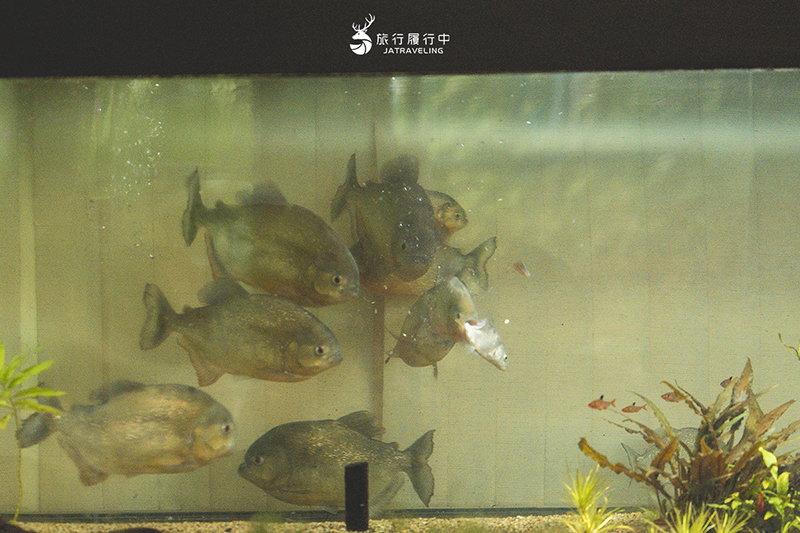 台中北區景點｜國立自然科學博物館植物園｜巨型蝴蝶迎賓，玻璃溫室裡孕育750種台灣原生種植物！ - 台中景點, 台中, 網美景點, 約會景點, 室內景點, 親子景點, 北區景點, 北區 - 旅行履行中