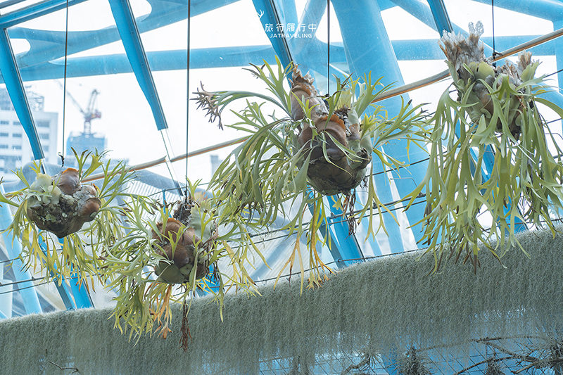 台中北區景點｜國立自然科學博物館植物園｜巨型蝴蝶迎賓，玻璃溫室裡孕育750種台灣原生種植物！ - 台中景點, 台中, 網美景點, 約會景點, 室內景點, 親子景點, 北區景點, 北區 - 旅行履行中