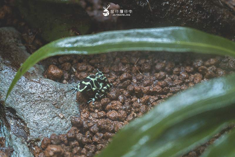 台中北區景點｜國立自然科學博物館植物園｜巨型蝴蝶迎賓，玻璃溫室裡孕育750種台灣原生種植物！ - 台中景點, 台中, 網美景點, 約會景點, 室內景點, 親子景點, 北區景點, 北區 - 旅行履行中