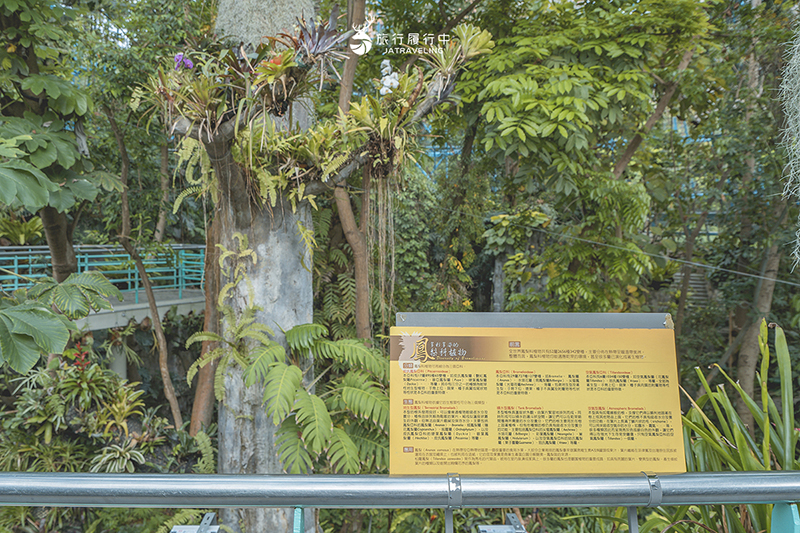 台中北區景點｜國立自然科學博物館植物園｜巨型蝴蝶迎賓，玻璃溫室裡孕育750種台灣原生種植物！ - 台中景點, 台中, 網美景點, 約會景點, 室內景點, 親子景點, 北區景點, 北區 - 旅行履行中