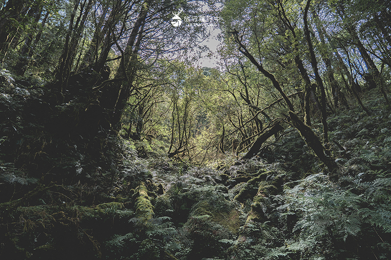 宜蘭大同景點｜見晴懷古步道：過往的「太平山森林鐵路」成為最美森林步道，冬季更成雪白世界！ - 宜蘭, 宜蘭景點, 網美景點, 約會景點, 大同, 親子景點, 戶外景點, 免費景點, 大同景點 - 旅行履行中