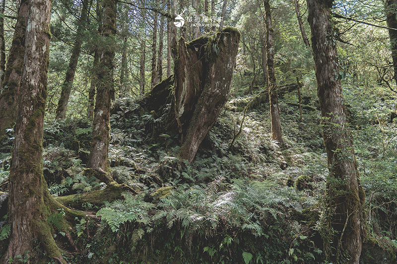 宜蘭大同景點｜見晴懷古步道：過往的「太平山森林鐵路」成為最美森林步道，冬季更成雪白世界！ - 宜蘭, 宜蘭景點, 網美景點, 約會景點, 大同, 親子景點, 戶外景點, 免費景點, 大同景點 - 旅行履行中