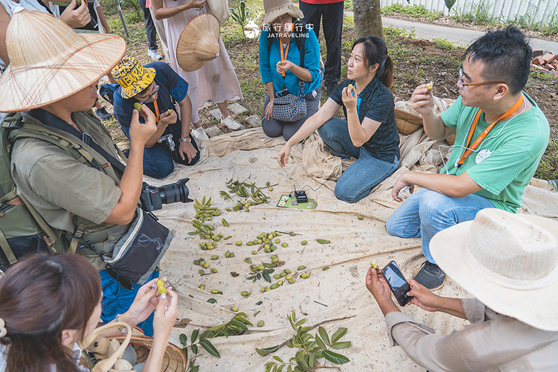 新竹這樣玩【寶山景點一日遊】跟著小農採收橄欖與甘蔗，品嚐一口蜜漬後的鹹酸甜 - 新竹景點, 新竹, 新竹一日遊, 寶山, 寶山景點 - 旅行履行中