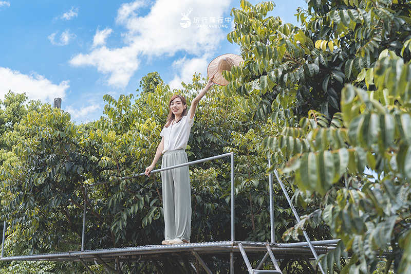 新竹這樣玩【寶山景點一日遊】跟著小農採收橄欖與甘蔗，品嚐一口蜜漬後的鹹酸甜 - 新竹景點, 新竹, 新竹一日遊, 寶山, 寶山景點 - 旅行履行中