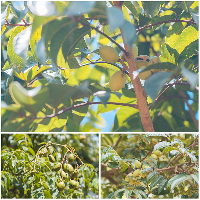 新竹這樣玩【寶山景點一日遊】跟著小農採收橄欖與甘蔗，品嚐一口蜜漬後的鹹酸甜 - 新竹景點, 新竹, 新竹一日遊, 寶山, 寶山景點 - 旅行履行中